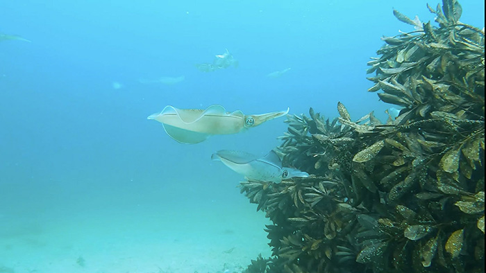 In Yokobama, bigfin reef squid spawning season usually occurs from the end of April through July!