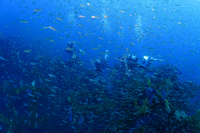 Seasonal dive site with a large number of fish and wonderful soft corals