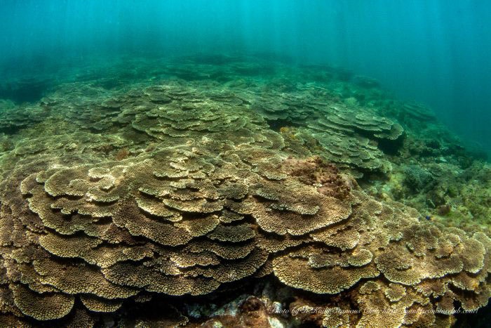 The sea around Kushimoto is registered under the Ramsar Convention because of the coral colonies that are right in front of it. Photo by Nanki Seaman's Club