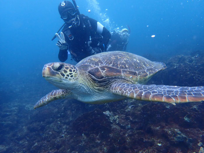 You might even encounter sea turtles and swim with them! Photo by Bubble Ring Divers Kushimoto