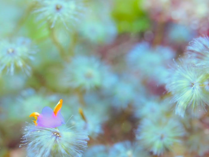 A purple sea butterfly(Sagaminopteron ornatum) on a shining green Sporochnus dotyi