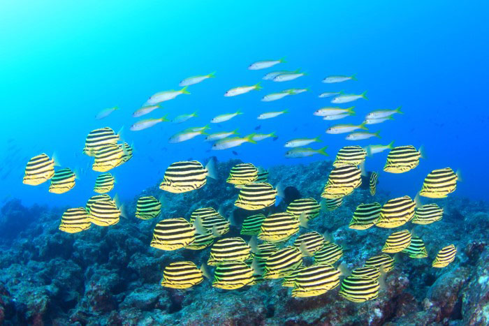 A two-colored boxfish in yellow and black. There's also a red goatfish at the back of the school! Photo by Bubble Ring Divers Kushimoto