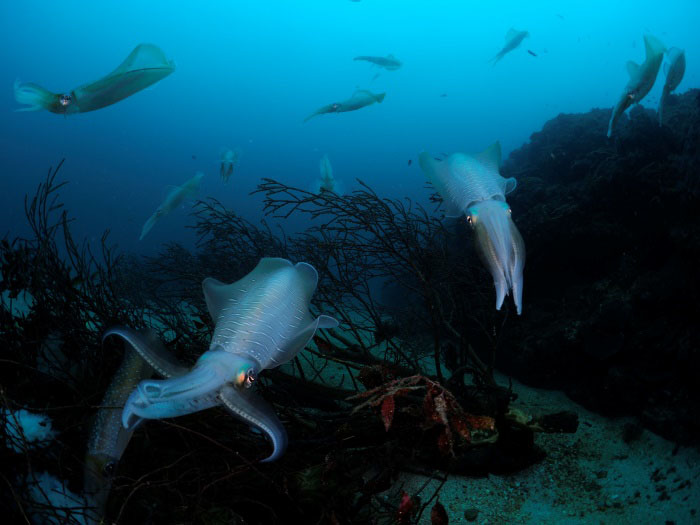 The spawning of bigfin reef squid is also a highlight from June to August. Photo by Nanki Seaman's Club