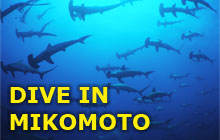 Best Place to See Hammerhead Sharks near TOKYO