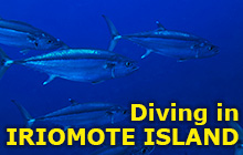 Great Nature Underwater and on Land!!