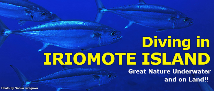 Great Nature Underwater and on Land!! Diving in IRIOMOTE ISLAND