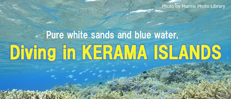Diving in KERAMA ISLANDS