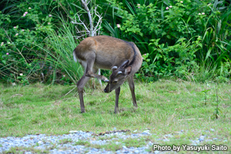 The Kerama deer is the southernmost wild deer in Japan, living in the Kerama Islands, and is designated as a national natural monument.