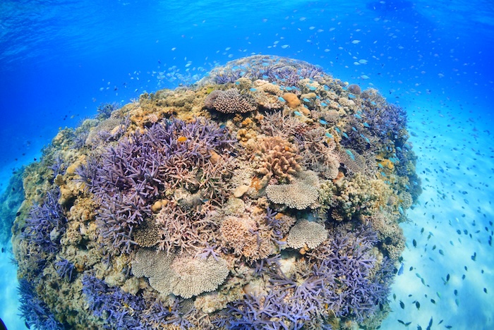 The photogenic underwater scenery is popular among divers who love underwater photography.