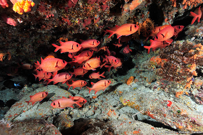 Inside the cave, you can see schools of bright red Blotcheye soldierfish.
