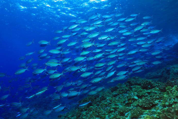 A dive site where you can see schools of migratory fish such as tuna, dogtooth tuna, and skipjack tuna.(Photo by Toshitaka Miyazaki, Teeda marine)
