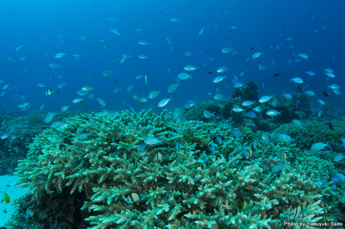 A dive site with little current and calm waters. Enjoy fish watching.