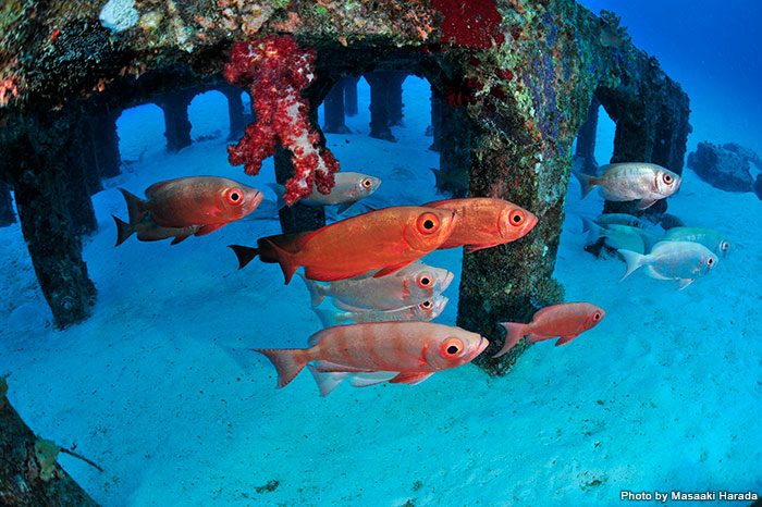 A school of Moontail bullsey can sometimes be seen around the fish reefs that line the sandy beaches.