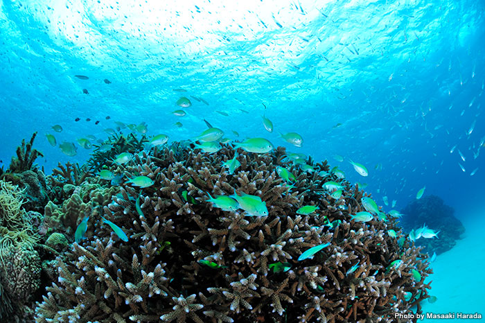 A dive site with a tropical underwater landscape！