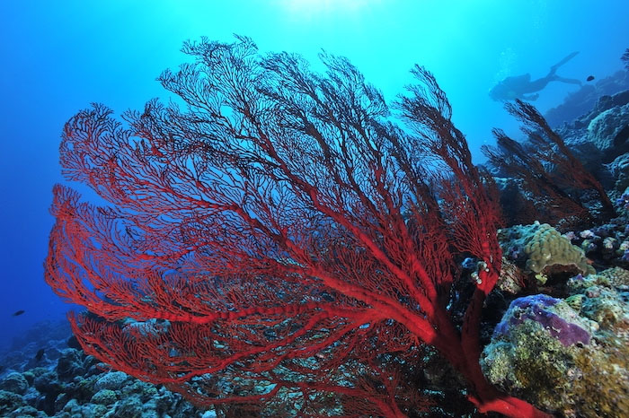 Butsubutsusango is a photogenic dive site with sea fans scattered across a gentle slope