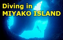 The Mecca of Cave Diving in Japan and a Coral Paradise!