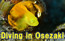 Dive site overlooking Mt. Fuji! Osezaki