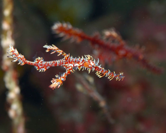 Ornate ghost pipefish are a popular seasonal migratory fish.