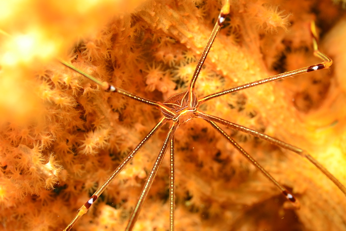 Ortmann's spider-crab（Chirostylus ortmanni）is not a shrimp,but a relative of hermit crabs.