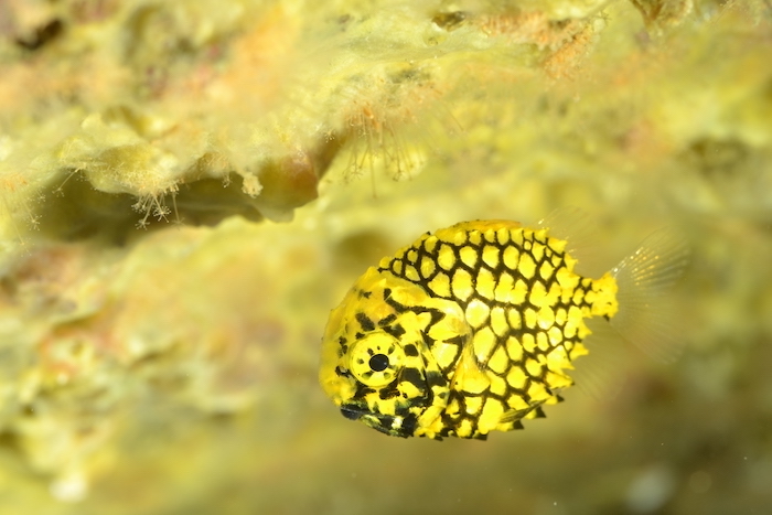 Juvenile pinecone fish（Monocentris japonica）found in Monshita.