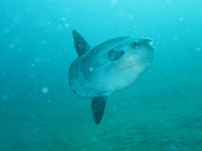 At Cape Osezaki, the chances of encountering ocean sunfish increase in early spring.